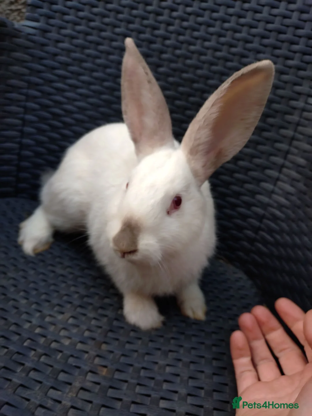 Mixed Breed rabbits for sale: New Zealand White cross Californian rabbits  - Advert 2