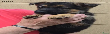 German Shepherd 4