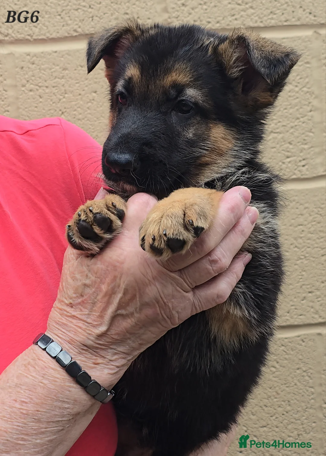 German Shepherd dogs for sale: Top Quality GSD (Alsatian) Pups For Sale - Advert 2
