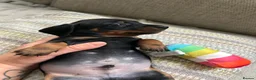 Miniature Dachshund dogs for sale: Miniature smooth haired dachshund pups for sale - Advert 20