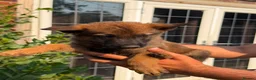 German Shepherd dogs for sale: Working German Shepherd x belgian malinois Puppies in Purley - Advert 9