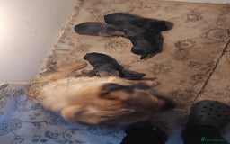 Border Terrier dogs for sale: 5 border terrier puppys  - Image 15