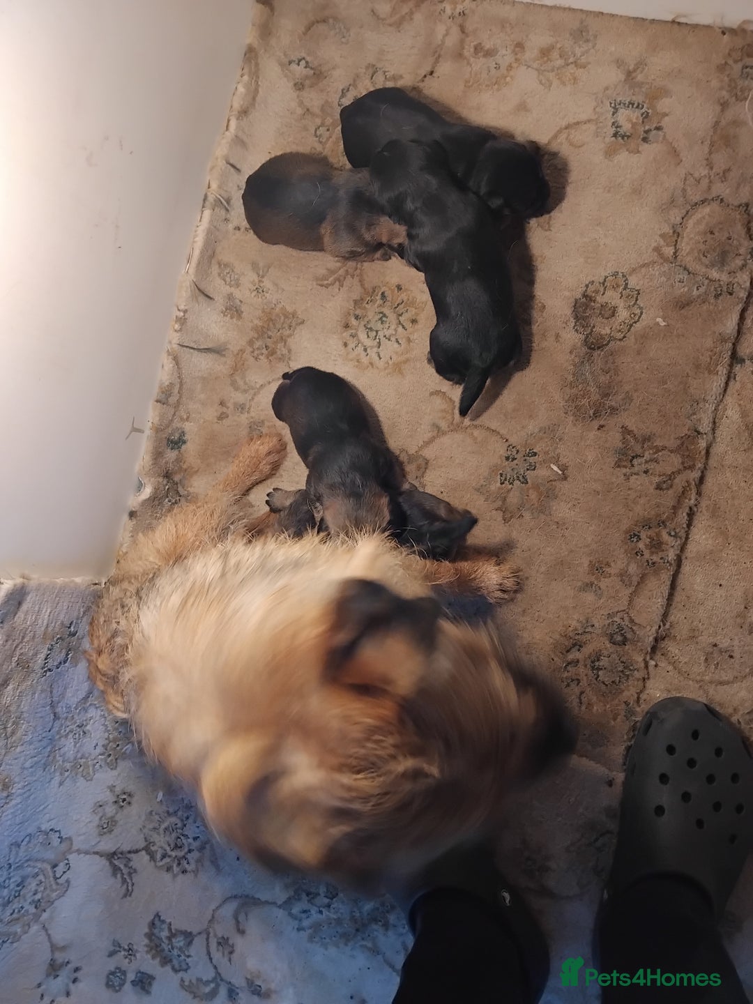 Border Terrier dogs for sale: 5 border terrier puppys  - Image 15