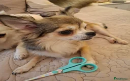 Chihuahua dogs for sale: Beautiful full pedigree chihuahua boy x1  - Advert 5