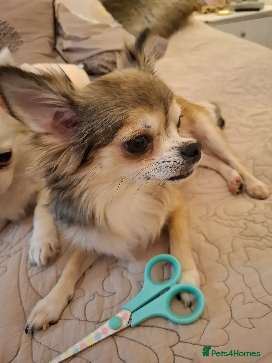 Chihuahua dogs for sale: Beautiful full pedigree chihuahua boy x1  - Advert 5