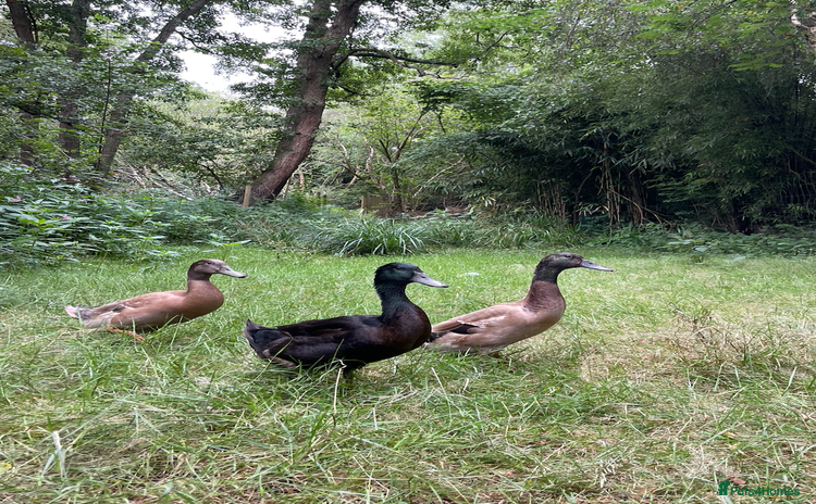 Ducks poultry - Advert 14