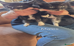 Maine Coon cats for sale: 6 Mainecoon X kittens for sale - Image 5