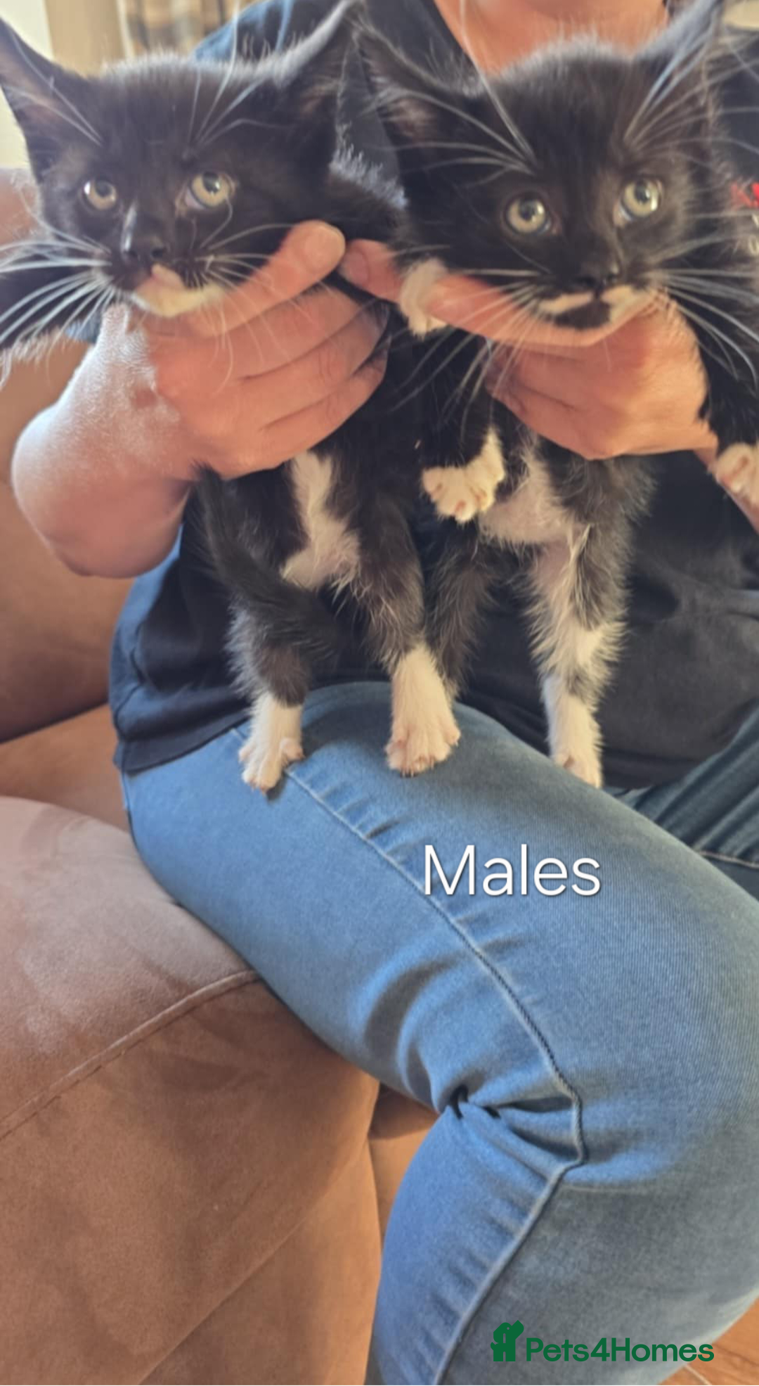 Maine Coon cats for sale: 6 Mainecoon X kittens for sale - Image 5