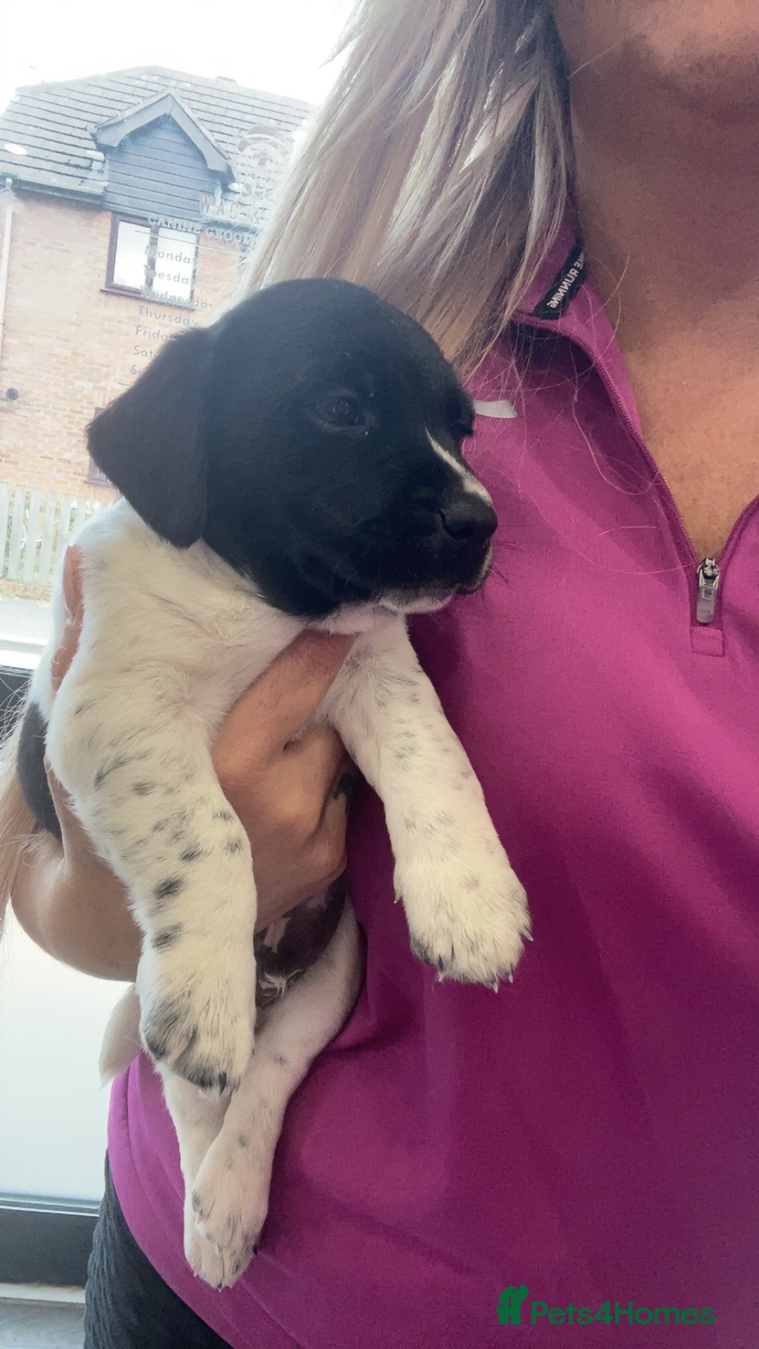 Springador dogs for sale: Ready now male Springador  - Image 2