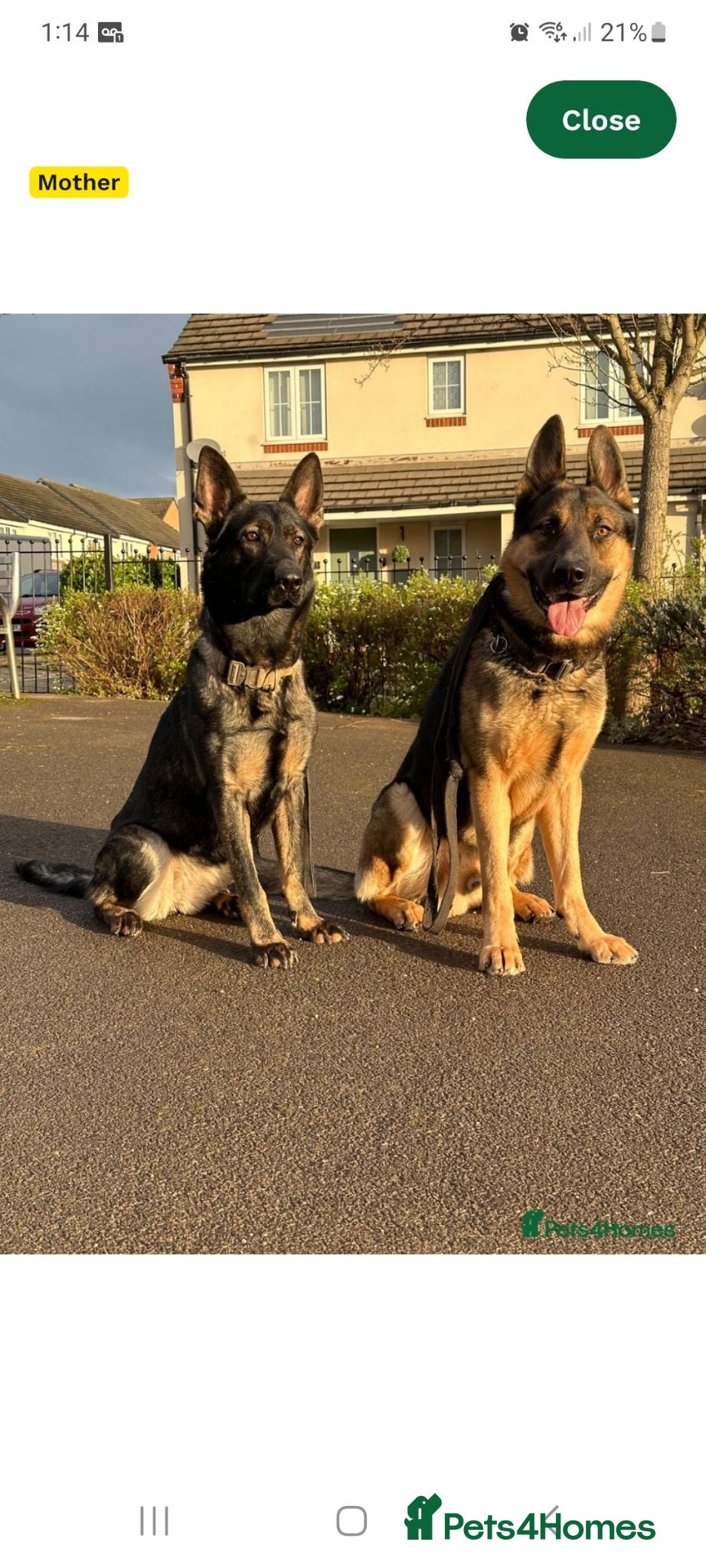German Shepherd dogs German shepherd  - Advert 15