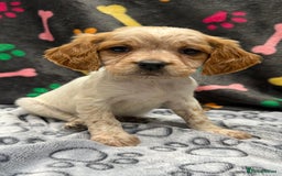 Brittany Spaniel dogs for sale: Britney spaniel  - Image 7