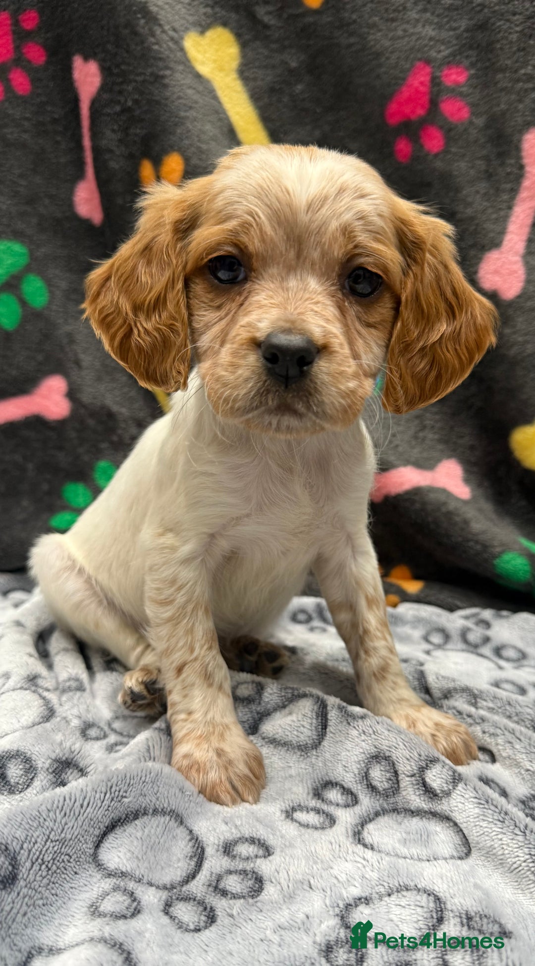 Brittany Spaniel dogs for sale: Britney spaniel  - Image 7