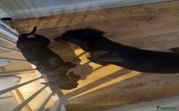 Dachshund dogs for sale: 1 male dachund pup left for sale  - Image 8