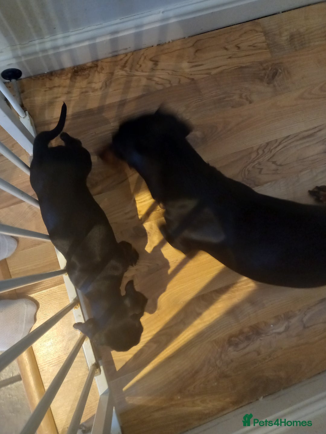 Dachshund dogs for sale: 1 male dachund pup left for sale  - Image 8