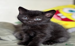 British Shorthair cats for sale: 🐾 Adorable Baby Kittens for Sale! 🐾 - Image 6