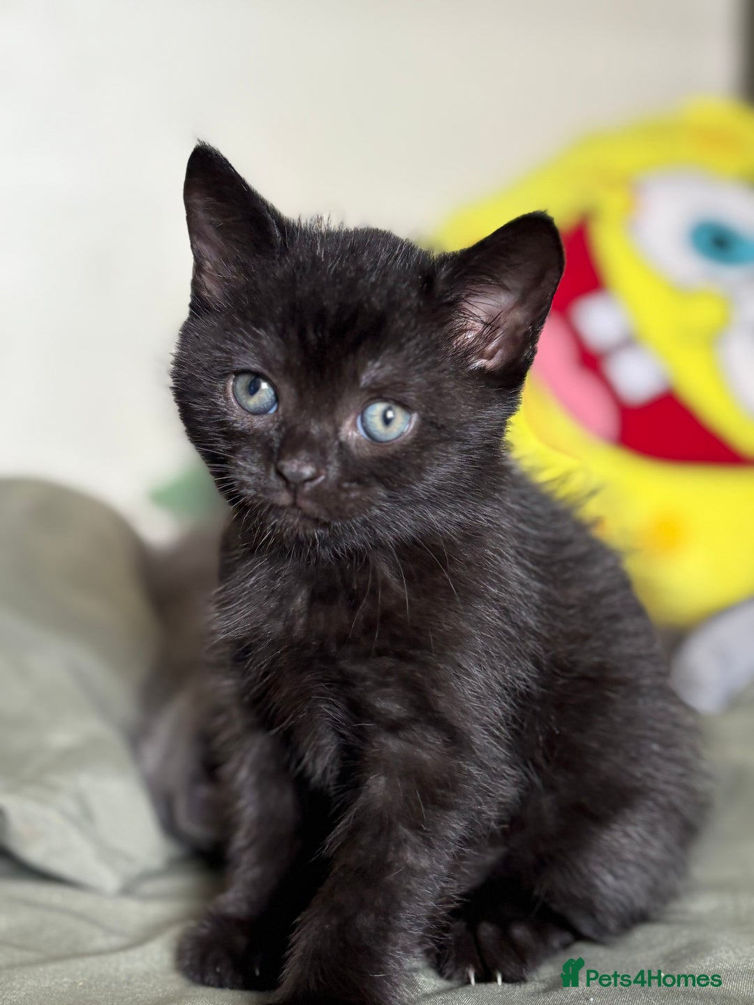British Shorthair cats for sale: 🐾 Adorable Baby Kittens for Sale! 🐾 - Image 6