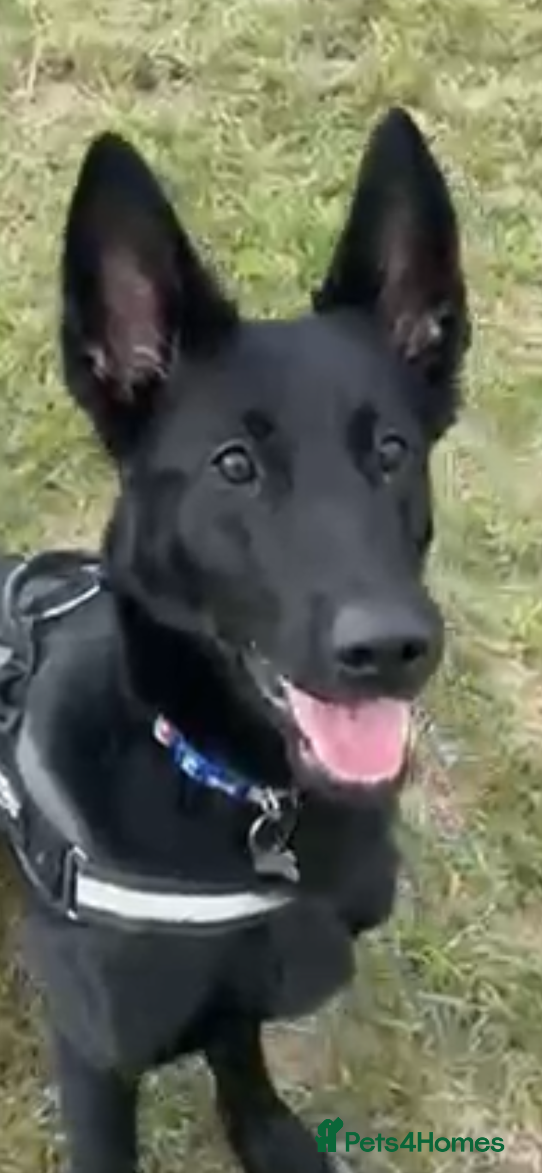 Belgian Shepherd Dog dogs for sale: Stunning Belgian Malinois bitch- absolute bargain  - Image 4