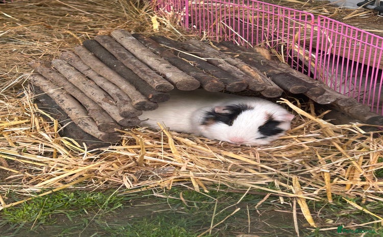 Guinea Pig rodents - Advert 14