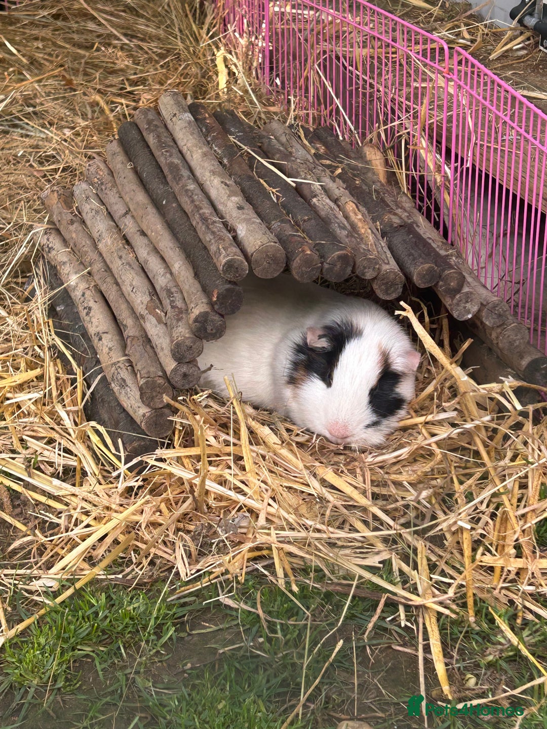 Guinea Pig rodents for sale: Entire male guinea pig needs new home - Image 1