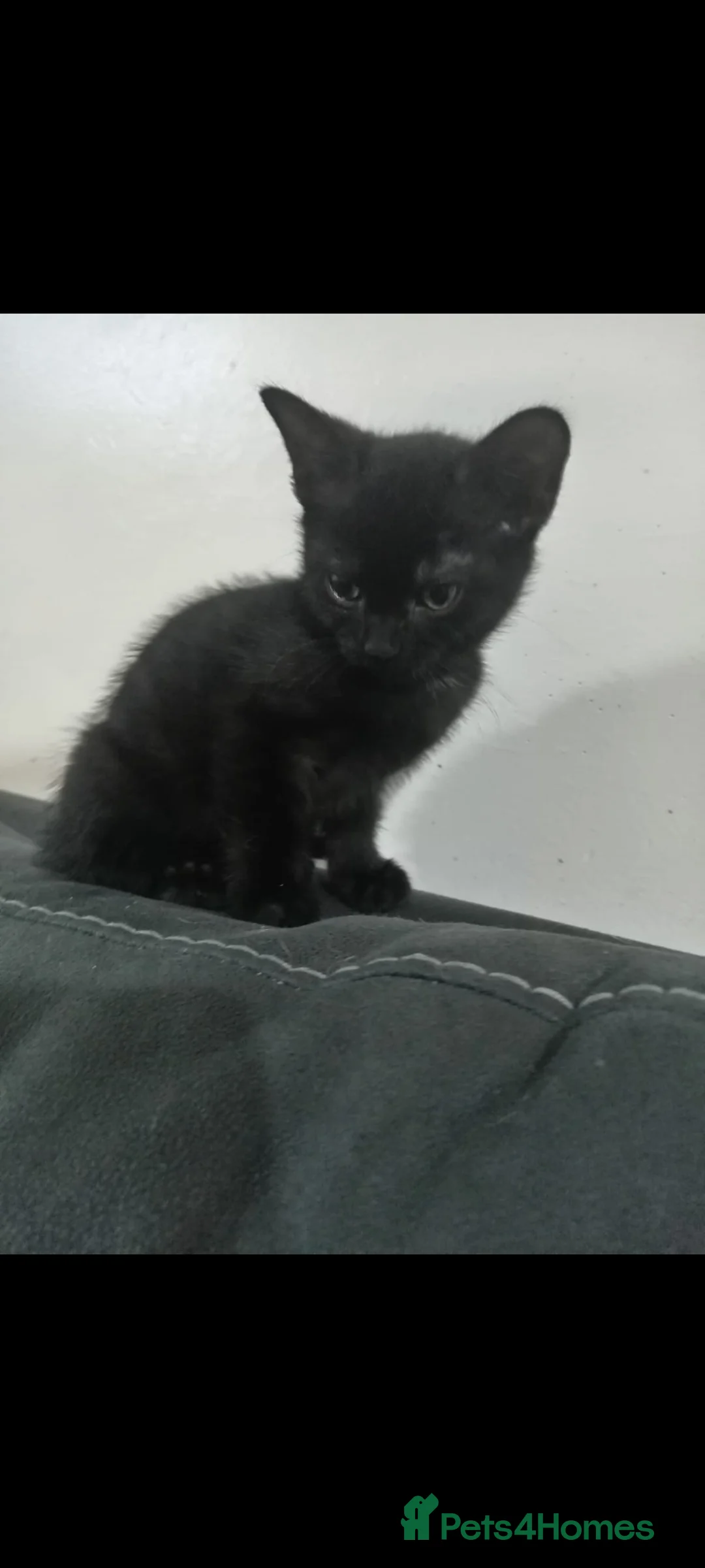 British Shorthair cats for sale: Adorable kitten looking for a forever home  - Advert 2