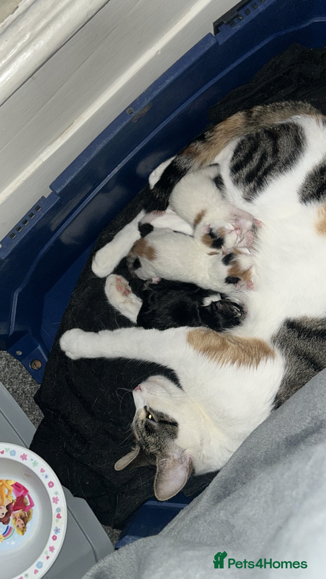 British Shorthair cats for sale: 5 kittens for forever homes (2 girls left) - Image 5
