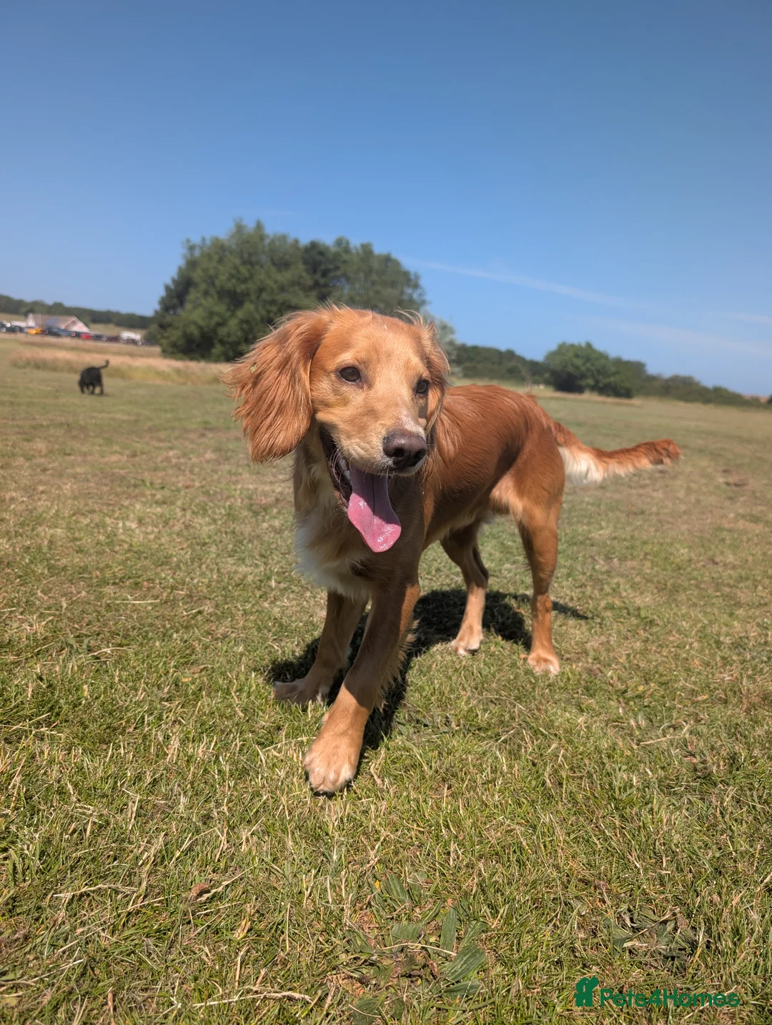 Cocker Spaniel dogs for sale: Beautiful male cocker spaniel  - Advert 13