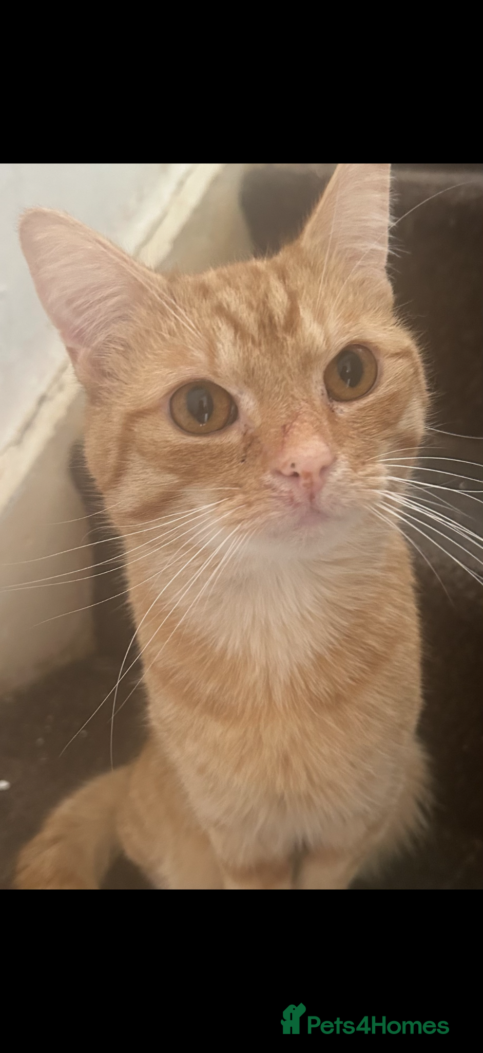 Mixed Breed cats Free to a good home  - Advert 7