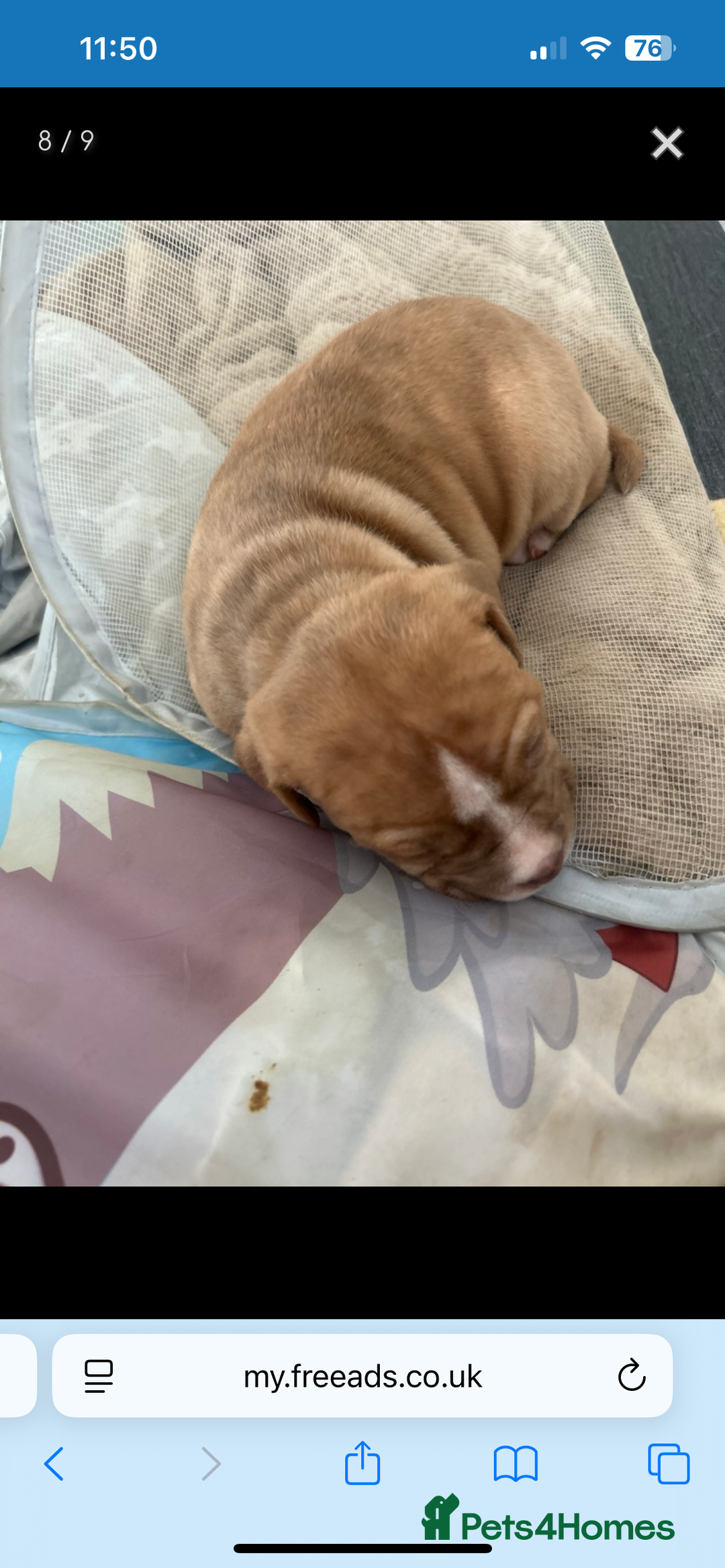 Mixed Breed dogs for sale: Narla - Image 5