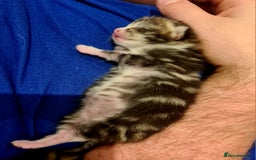 Mixed Breed cats for sale: Beautiful Mixed-Breed Kittens  - Image 2