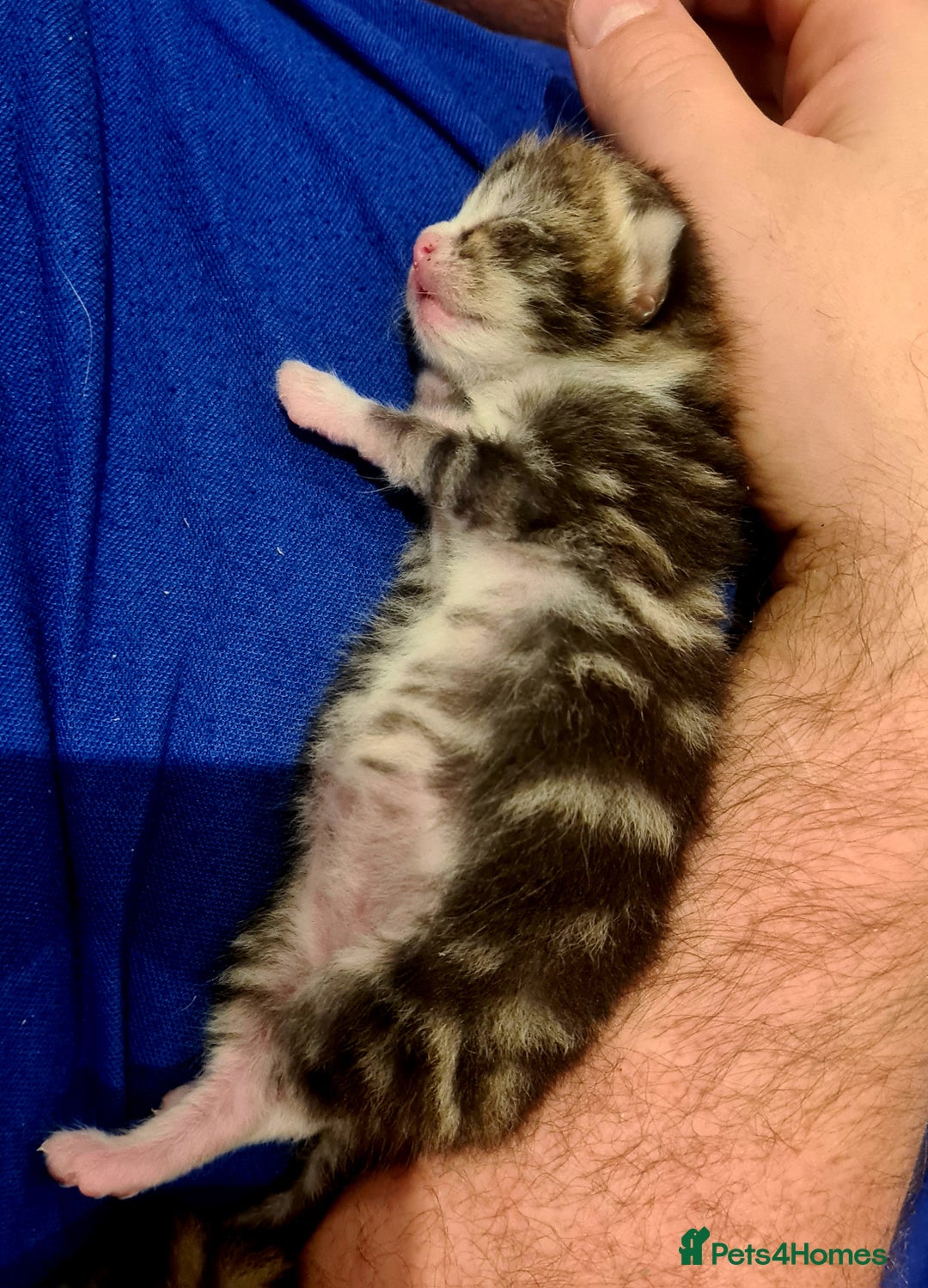 Mixed Breed cats for sale: Beautiful Mixed-Breed Kittens  - Image 2