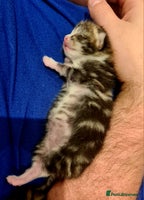 Mixed Breed cats - Advert 8