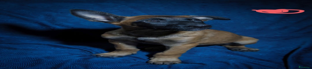 Belgian Shepherd Dog Puppy 4