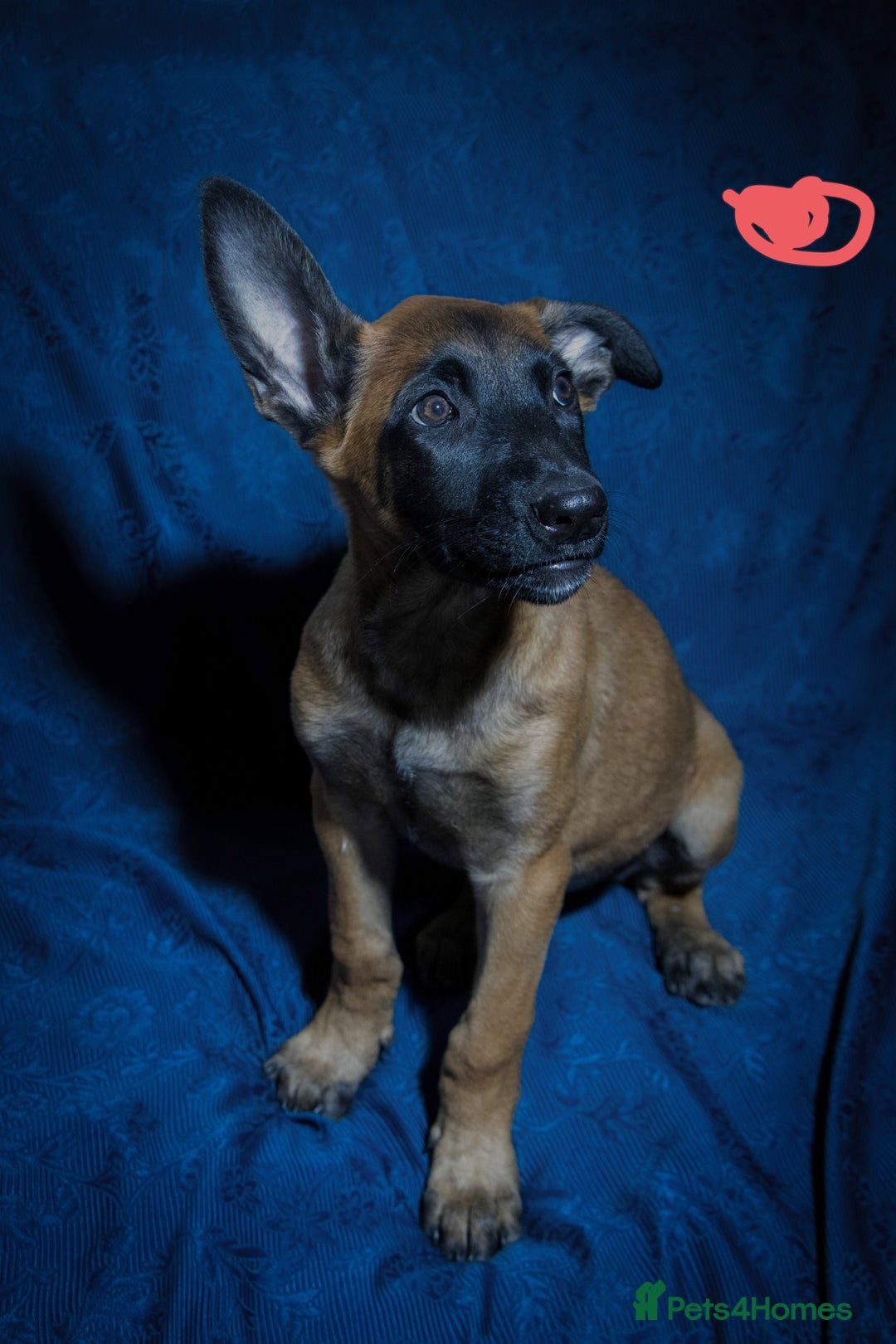 Belgian Shepherd Dog dogs for sale: Malinois puppies. Mother FCI/Father working dog - Image 5