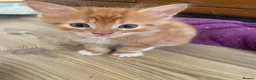 Mixed Breed cats for sale: 5 beautiful kittens mixed breed  - Advert 4