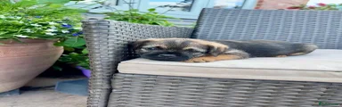 Border Terrier 1