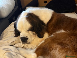 Saint Bernard dogs At Bernard - Advert 6