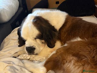 Saint Bernard dogs At Bernard - Advert 1