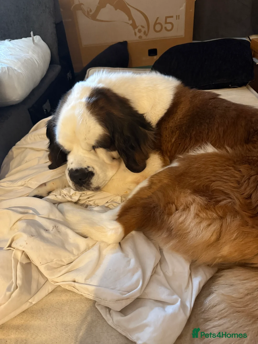 Saint Bernard dogs for sale: At Bernard  - Advert 1