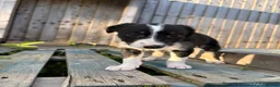 Lurcher dogs for sale: Lurcher puppies in Chesterfield - Advert 11