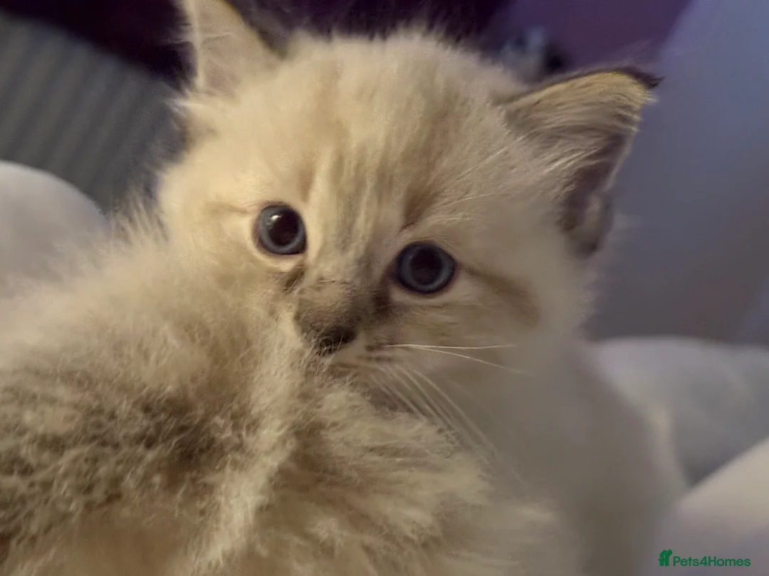 Ragdoll cats for sale: Ragdol kitten  - Advert 2