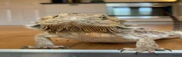 Bearded Dragon reptiles for sale: Female bearded dragon in Hengoed - Advert 3