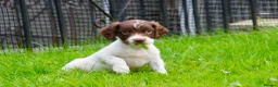 English Springer Spaniel dogs for sale: Working Line Liver And White Springer Spaniels - Advert 19