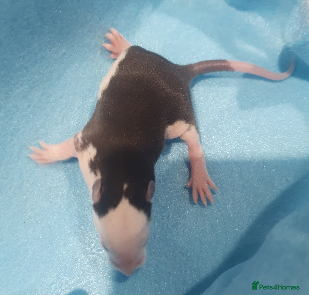 Rat rodents for sale: WAITLIST OPEN - Advert 10