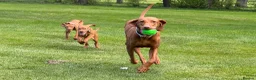 Hungarian Vizsla dogs for sale: KC Registered Vizsla Boy-Family Pet-J-2026-Litter - Advert 6