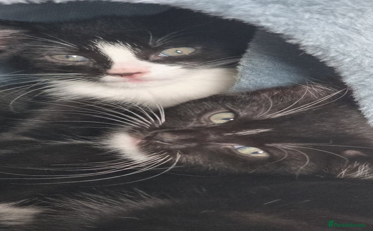 Domestic Shorthair cats - Advert 1