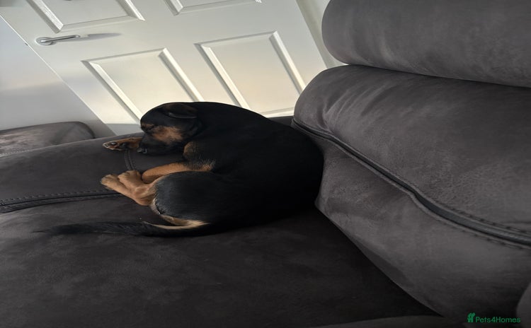 Mixed Breed dogs Male Patterdale x - Advert 1