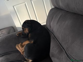 Mixed Breed dogs Male Patterdale x - Advert 1