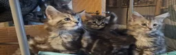 Maine Coon cats for sale: **PURE Maine Coon Kittens** 1 Boy / 3 Girls - Advert 2