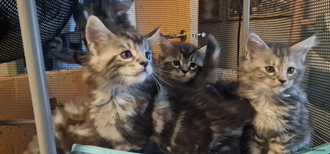 Maine Coon cats for sale: **PURE Maine Coon Kittens** 1 Boy / 3 Girls - Advert 2