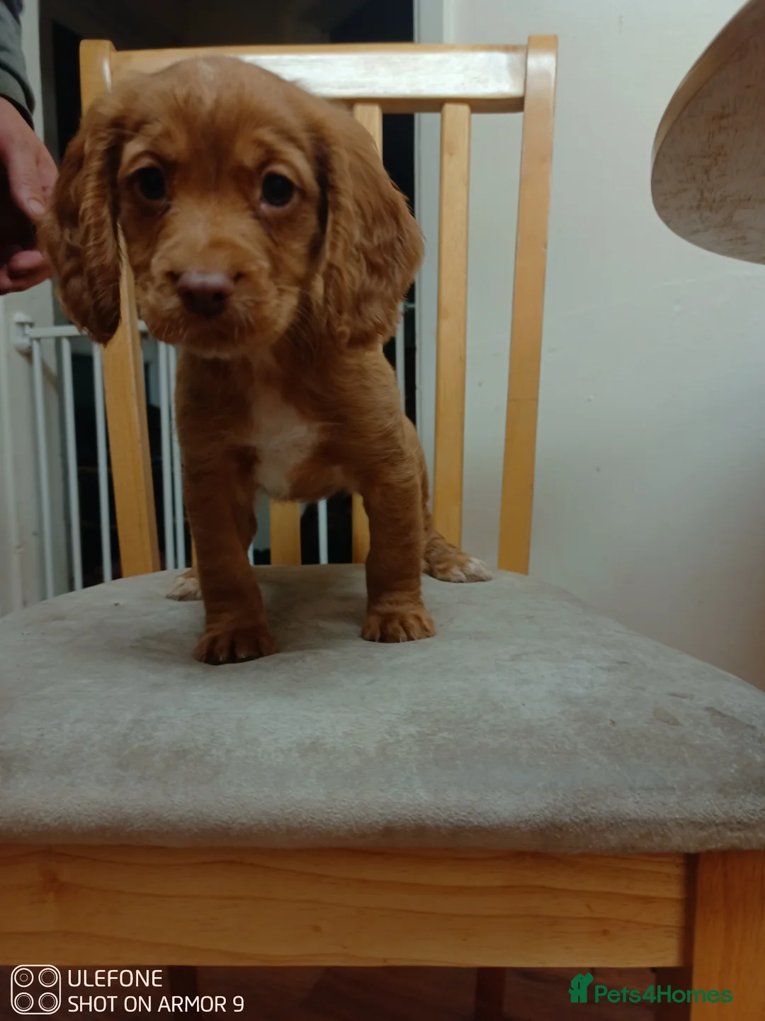 Cocker Spaniel dogs for sale: Cocker spaniel Puppies - Advert 10